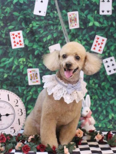 20250412チロくん